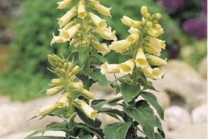 Foxglove 'Carillon'